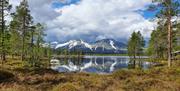 Sølenroa, Rendalen Kommuneskoger