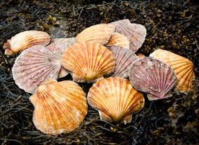 Scallop shells on seaweed