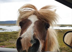 Wild ponies at Loch Skipport