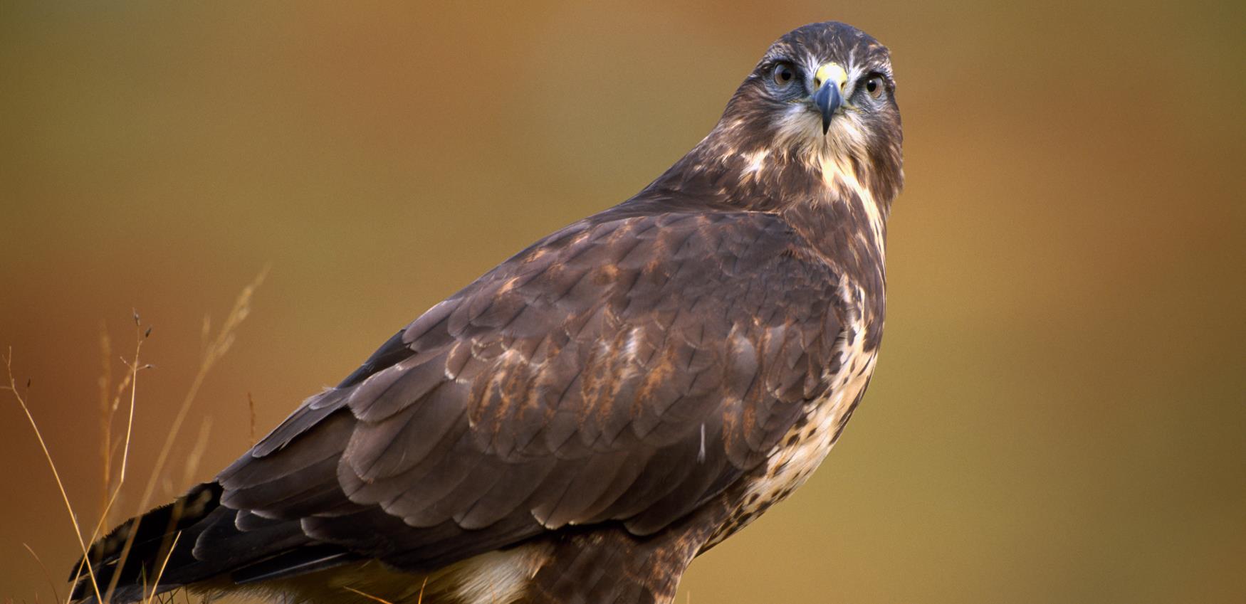 Buzzard, Bird of Prey