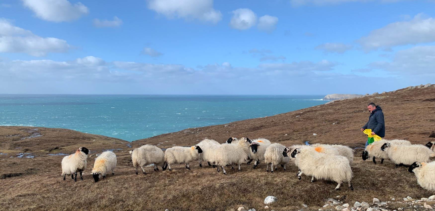 Sheep on Mangersta Coast