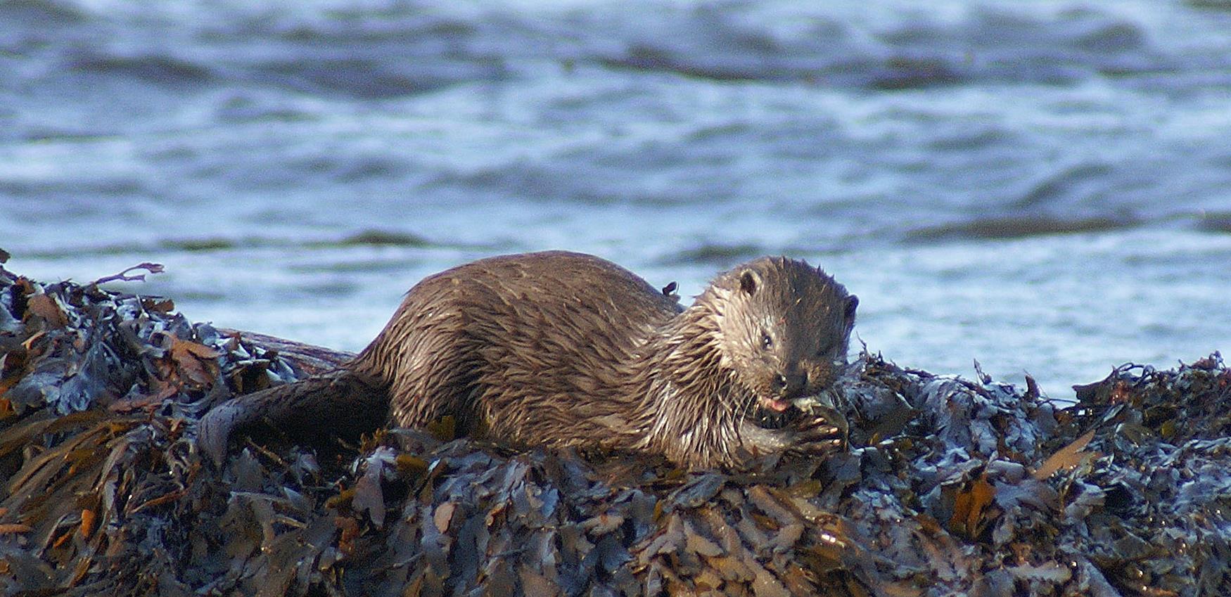 Otter in water