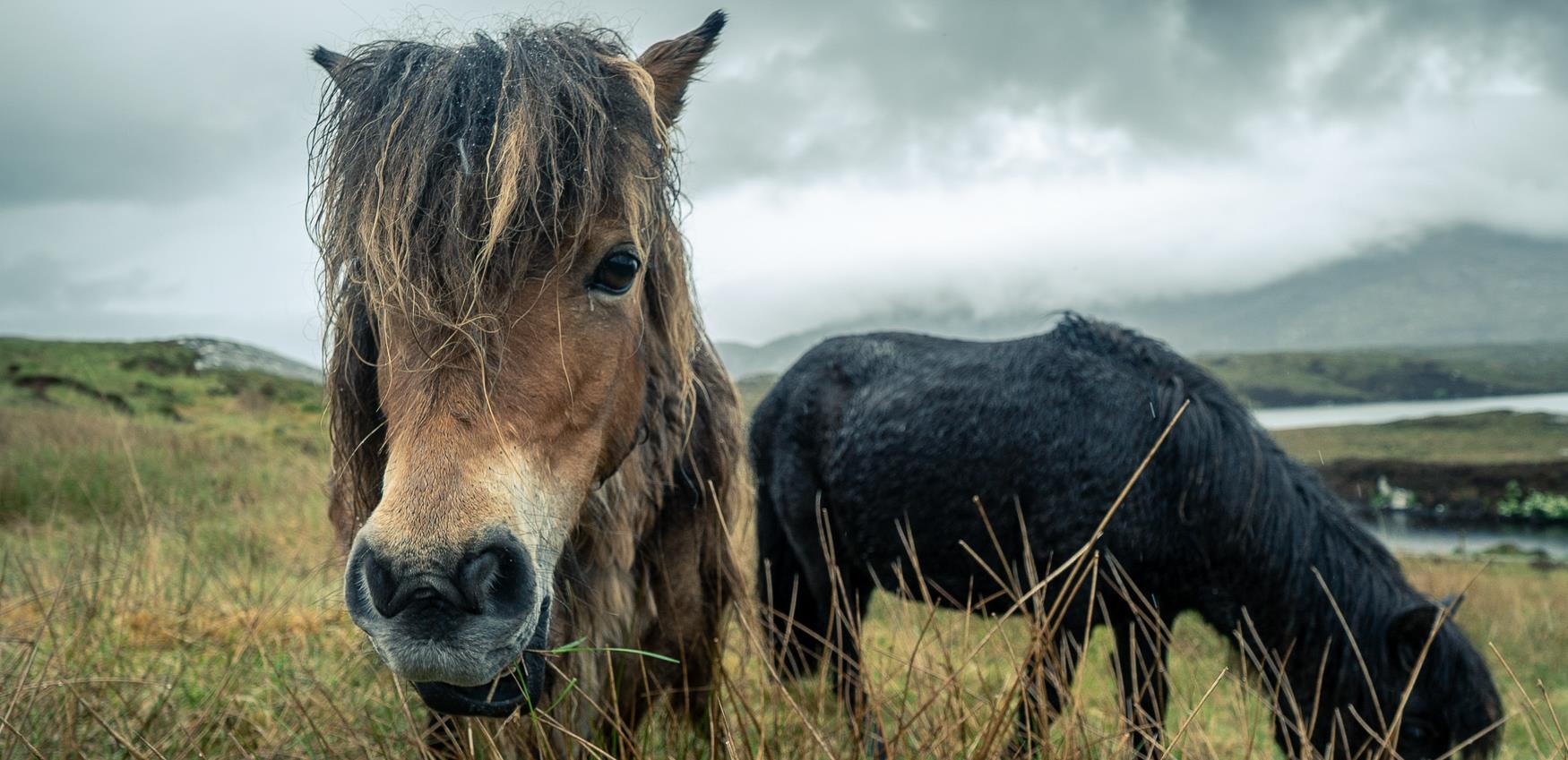 Wild ponies at Loch Skipport