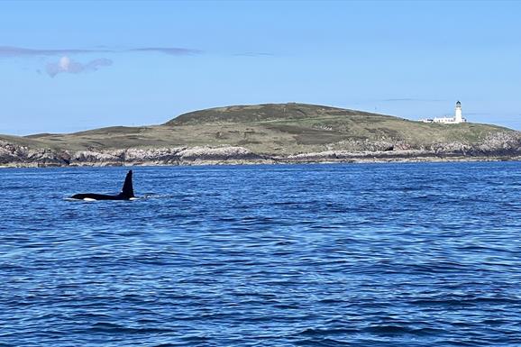 Immerse Hebrides Boat Tours whale swimming in sea