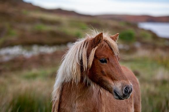 Long Island Retreats horse