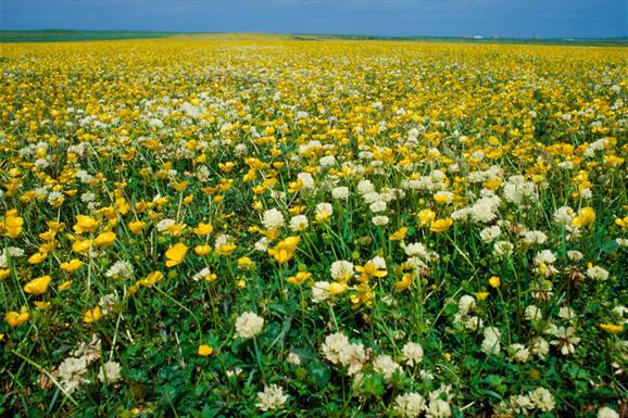 Machair Flowers - Howmore