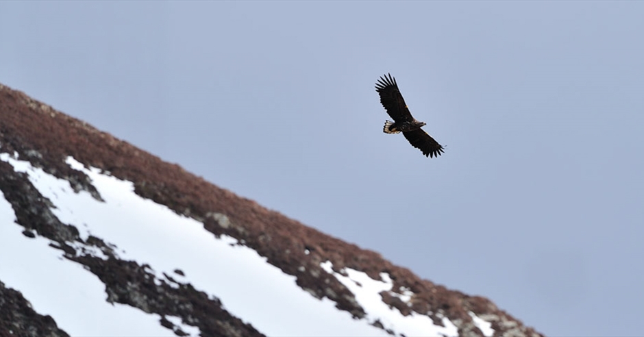 Calendar for Birds of Prey in the Outer Hebrides