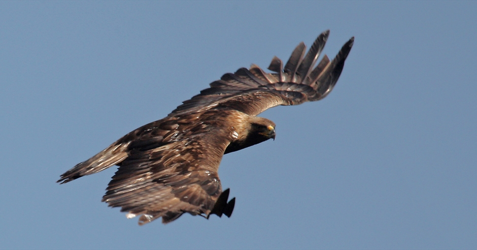 The Outer Hebrides: Where Golden Eagles Dare - Outer Hebrides