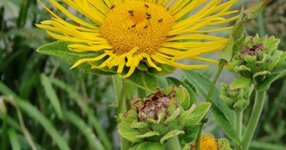 Elecampane-Eoligarry - Isle of Barra - Outer Hebrides