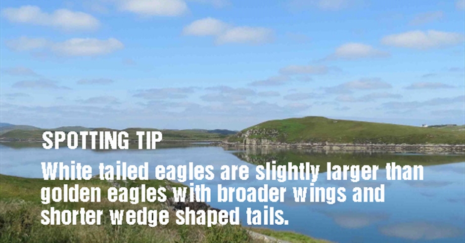Bird of Prey Trail - Ravenspoint - Isle Of Lewis - Outer Hebrides