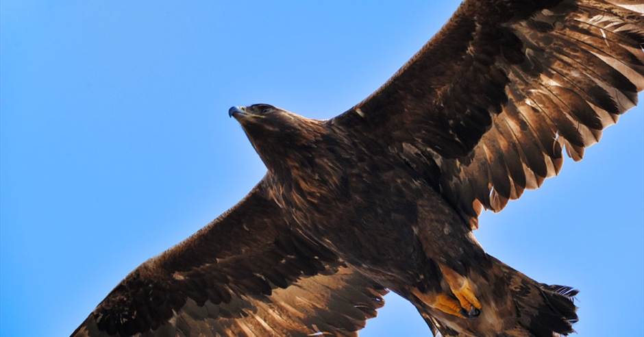 Golden Eagle - Lochmaddy - Isle of North Uist - Outer Hebrides