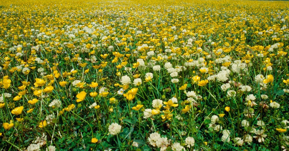 Machair Flowers - Howmore - Isle of South Uist - Outer Hebrides