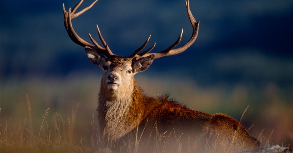 Red Deer - Pairc - Isle of Lewis - Outer Hebrides