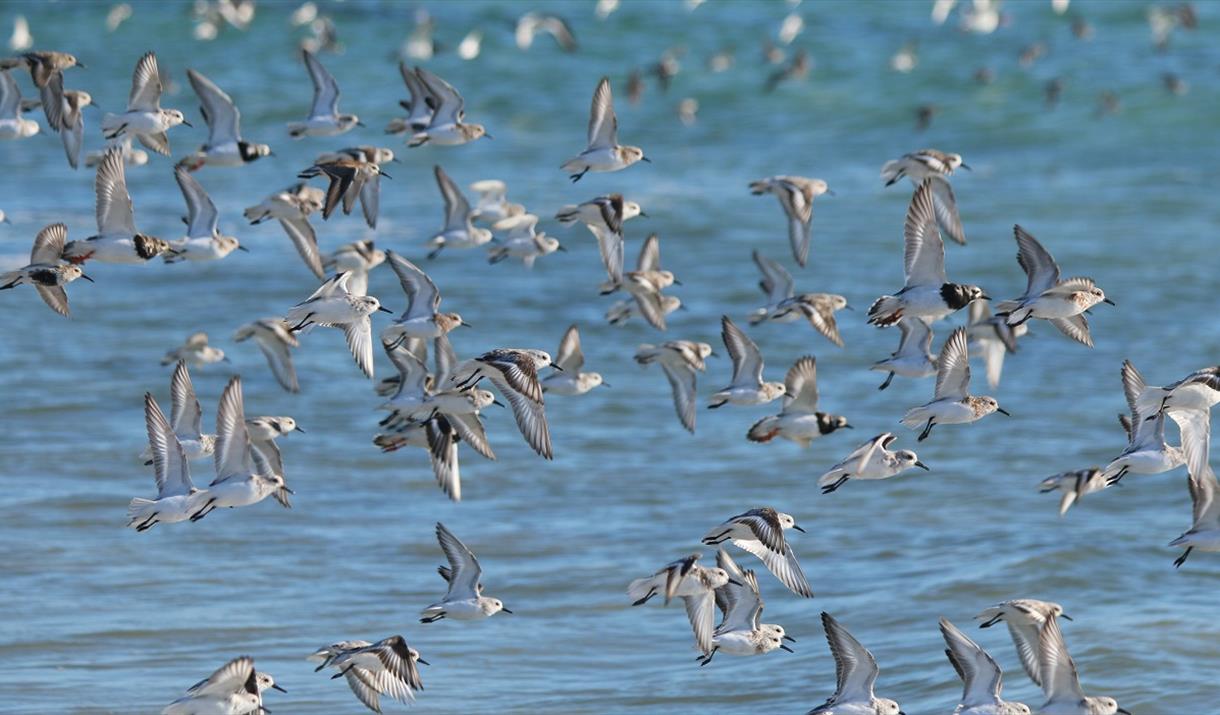 Kirrin Cottages - coastal birds in flight