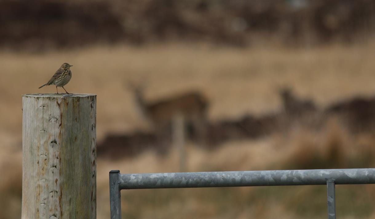 Kirrin Cottages - bird on post