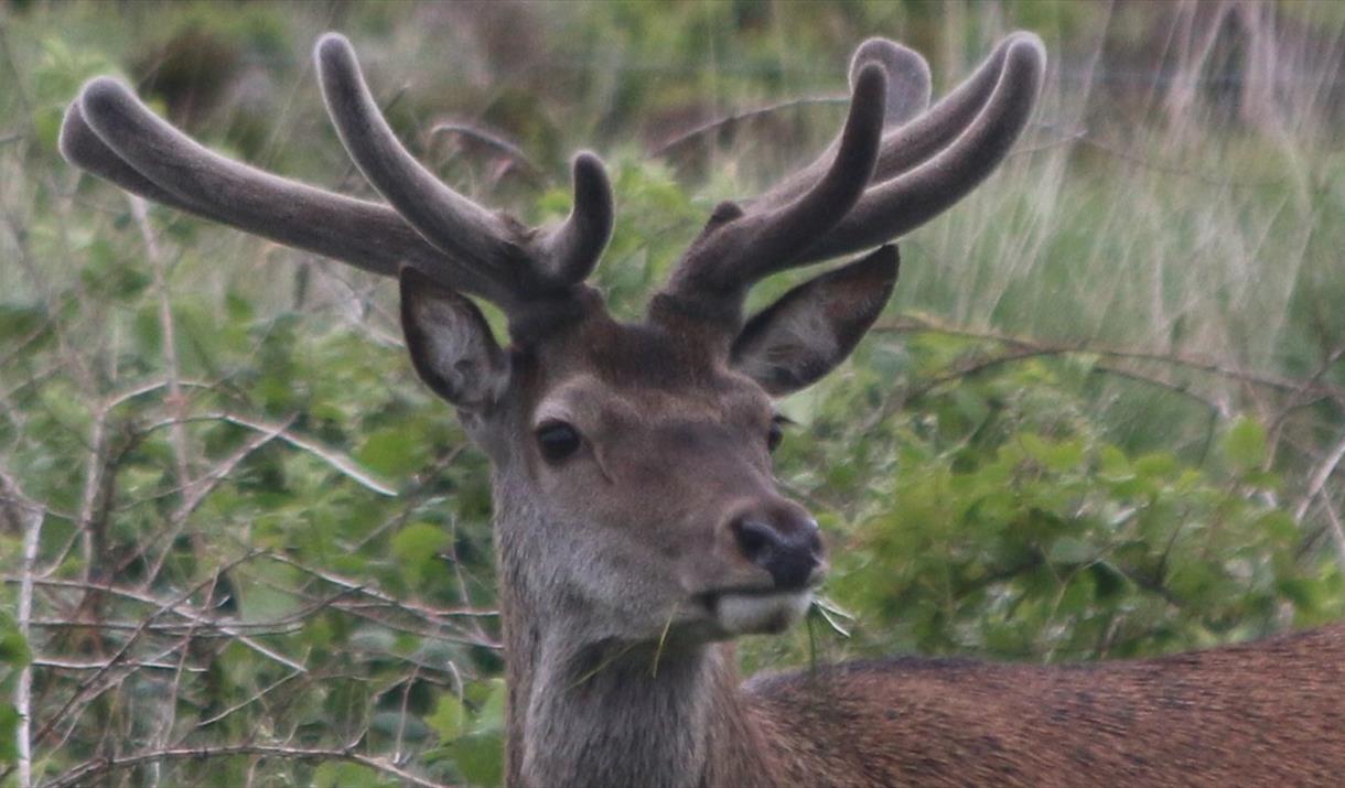 Kirrin Cottages - stag