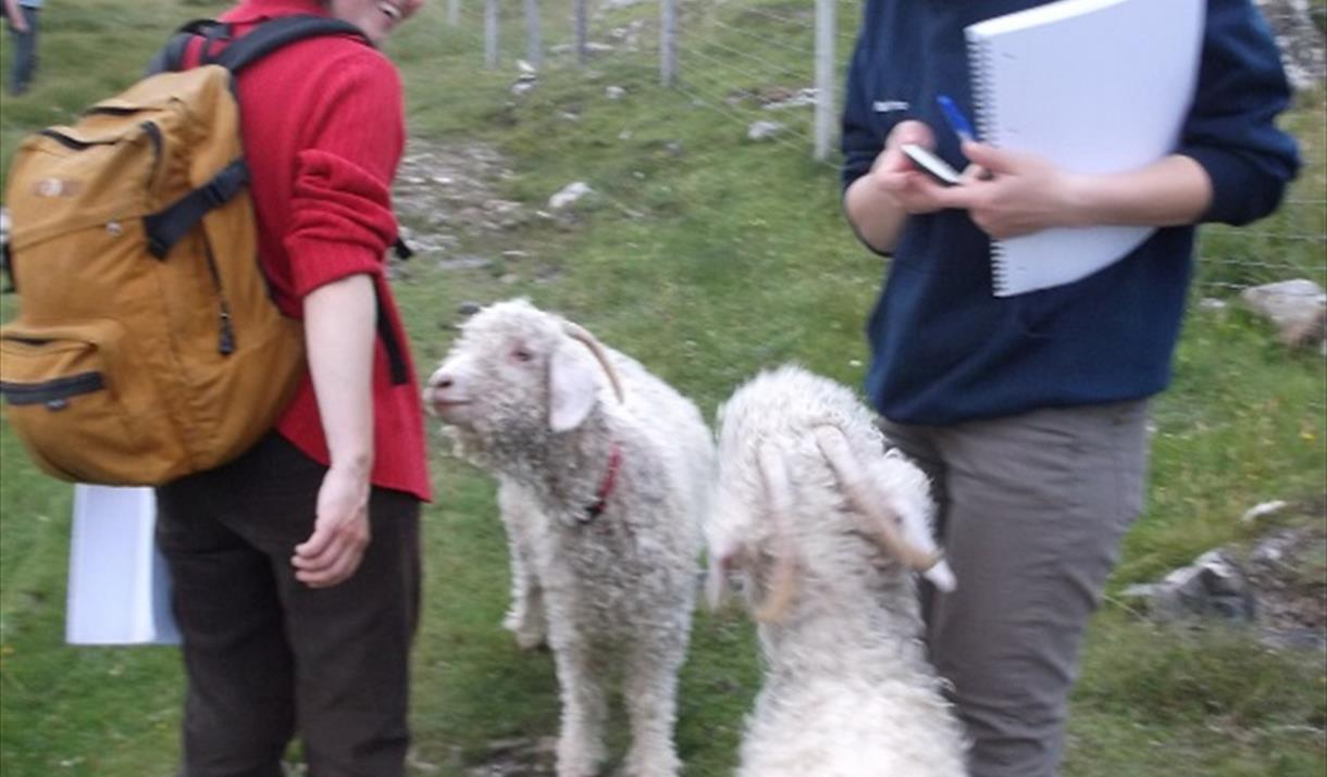 Western Isles Tour Guides Association Two unusual animals in Great Bernera