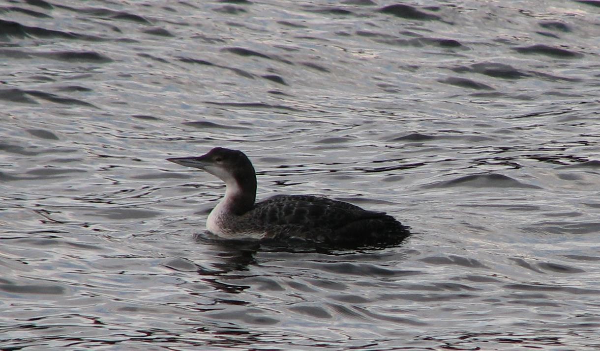 Great Northern Diver - Polochar