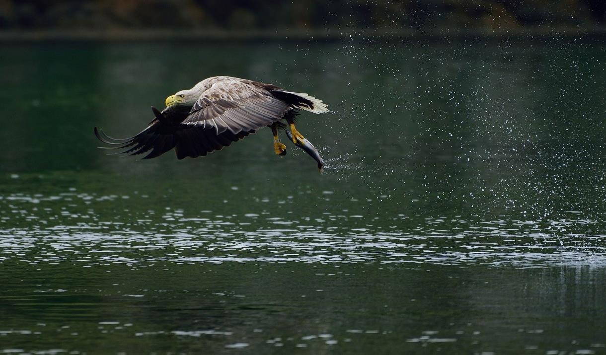 Whited Tailed Eagle with Fish Uist Hebrides