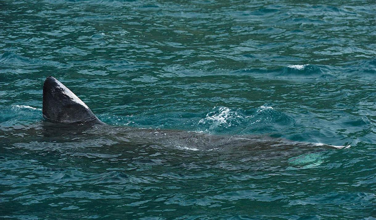 Shark basking Giant shark