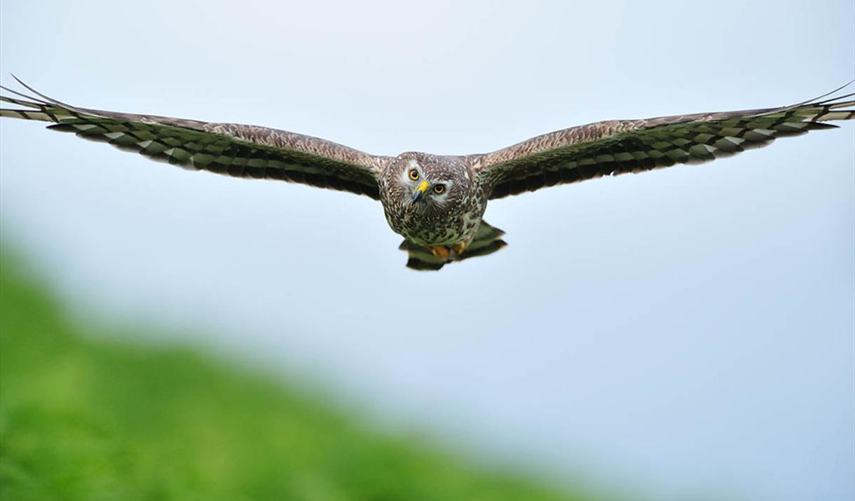 Meet The Birds - Kintail Birds of Prey, Argyll