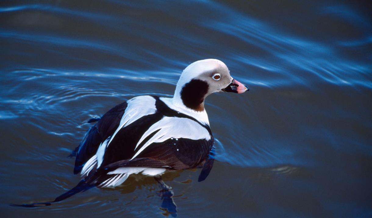 Long tailed duck - Laurie Campbell