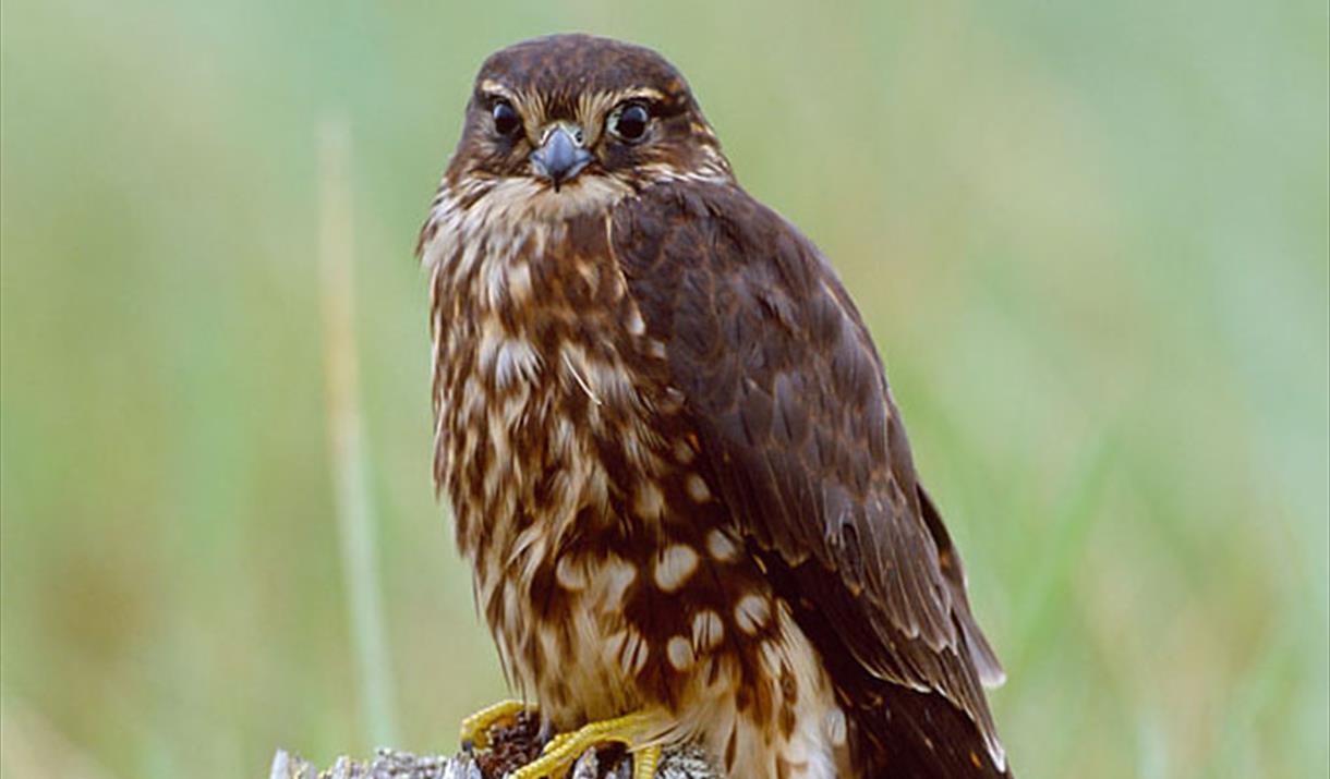 Meet The Birds - Kintail Birds of Prey, Argyll