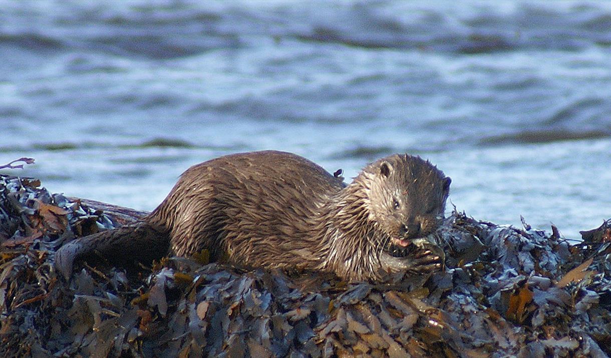 otters