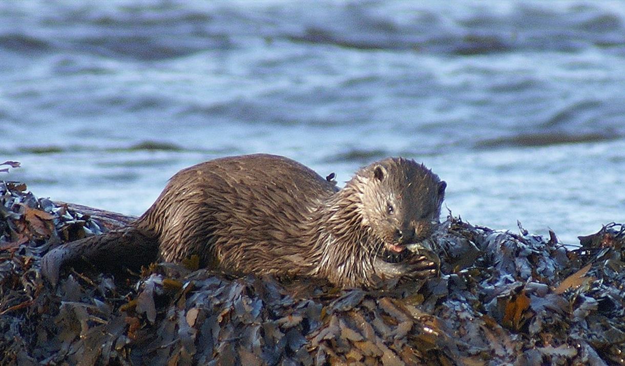 Otter - Sponish Bridge