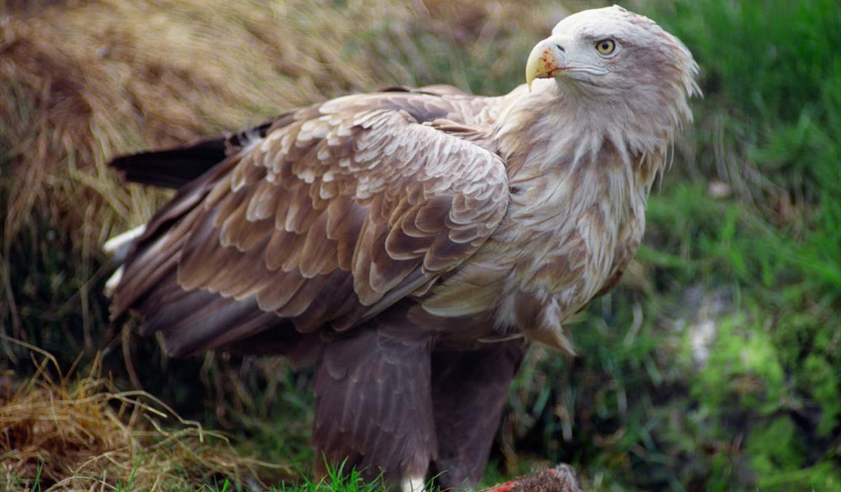 White Tailed Sea Eagle - Lochmaddy - Isle of North Uist - Outer Hebrides