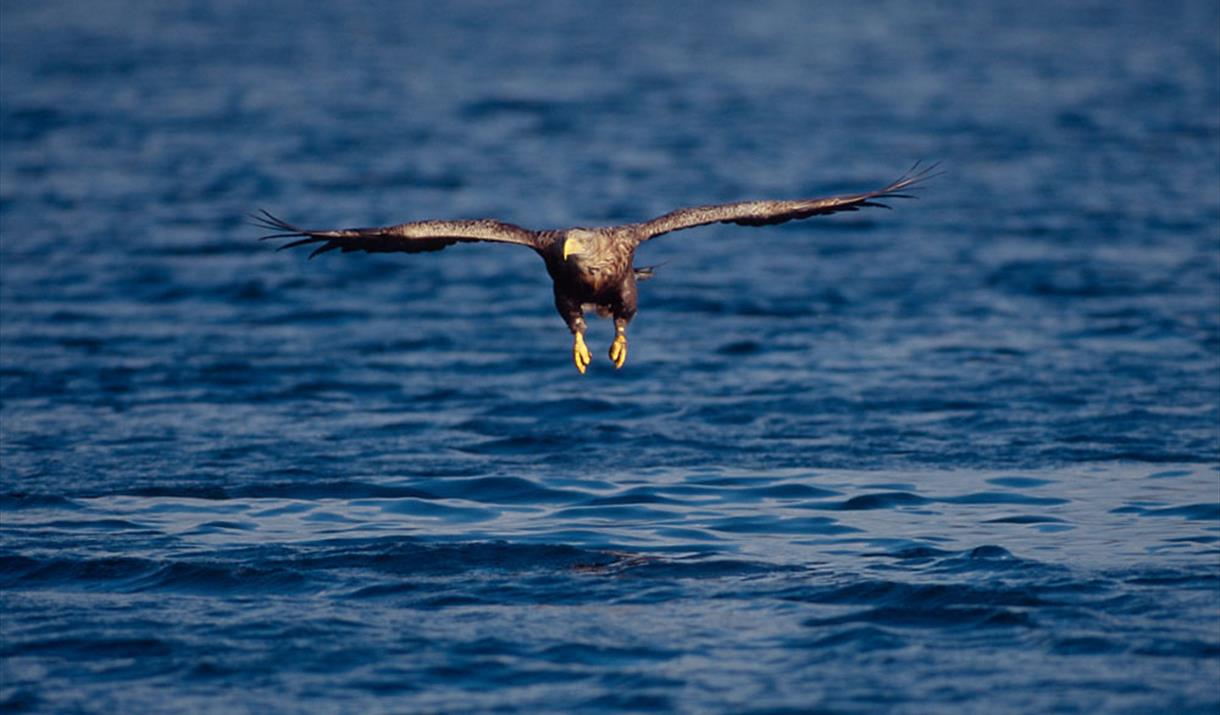 White-tailed Sea Eagle © Laurie Campbell