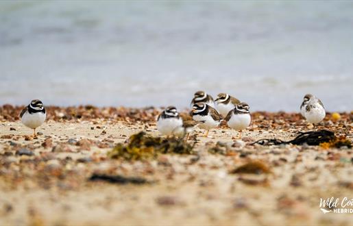 Wild Coast Hebrides Ringed Plovers