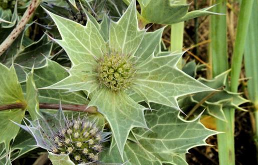 Sea Holly-Pabbay Beach