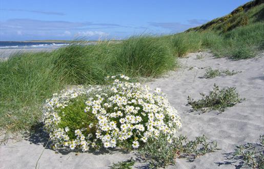 Milton Beach and Machair