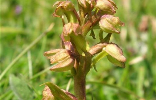 Frog Orchid-South Beach