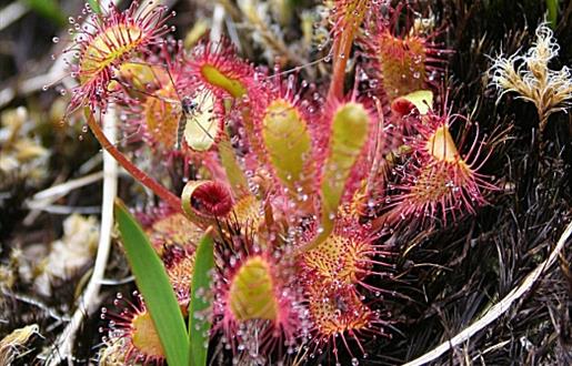 Oblong-Leaved Sundew -Loch nic Ruaidhe