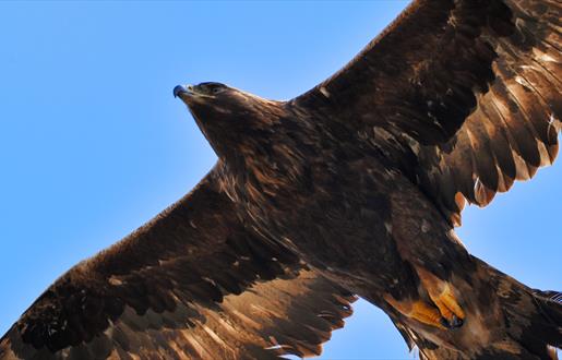 Golden Eagle - Loch Eynort