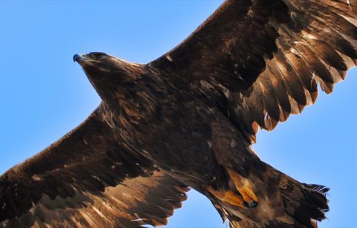 Golden Eagle - Loch Eynort