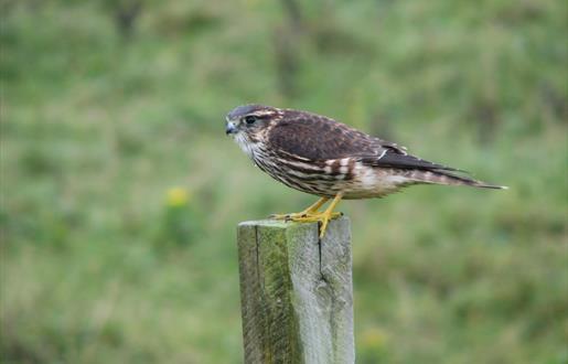 Merlin-Rubha Ardvule