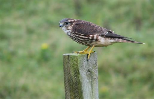 Merlin - Reuval