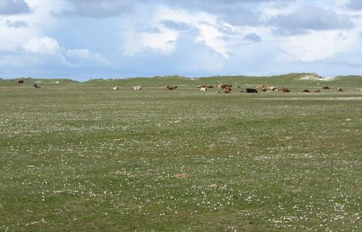 Bornish Beach and Machair