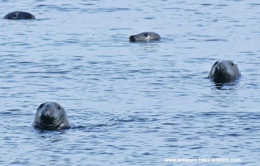 Grey Seal - Berneray Harbour