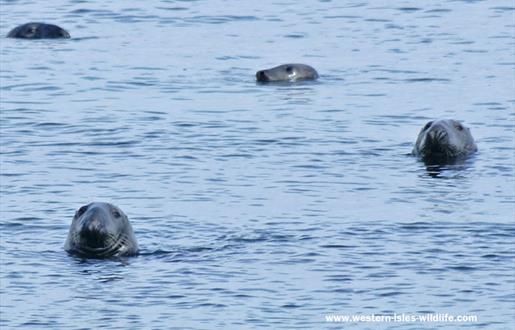 Grey Seal - Stornoway Harbour