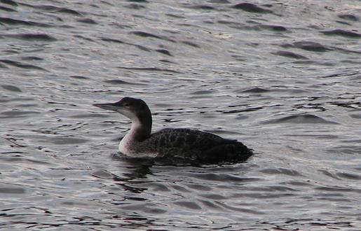 Great Northern Diver - Polochar