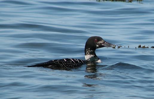 Great Northern Diver - Stoneybridge