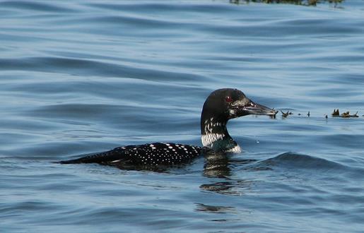Great Northern Diver - Stoneybridge