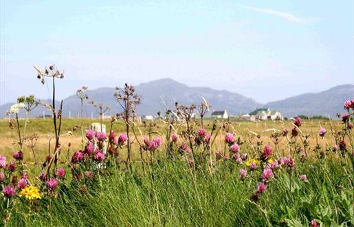 Kilpheder/Daliburgh Machair Walk