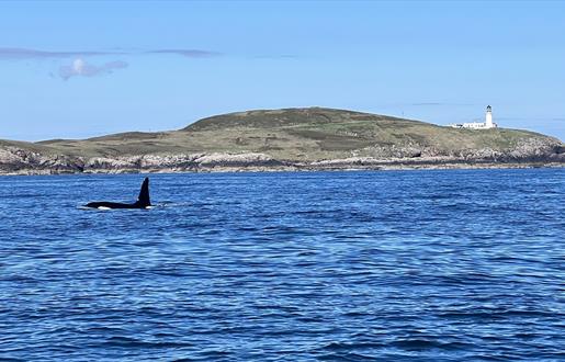 Immerse Hebrides Boat Tours