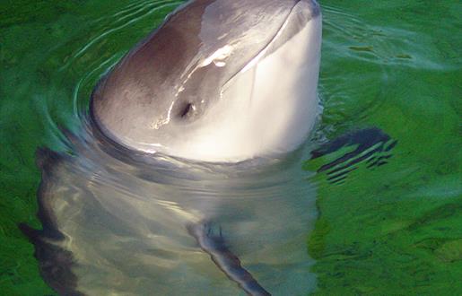 Common Porpoise-Loch Trolemaraig