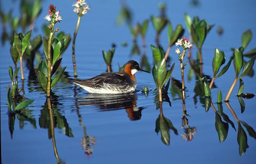 RSPB Loch na Muilne Nature Reserve